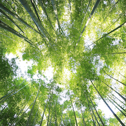 Carbon Capture and Carbon Credits - image by Kazuend, Unsplash